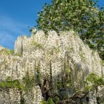 Vistéria čínska (Wisteria sinensis) ´LONGISSIMA ALBA´ - výška 180-210 cm, kont. C3L